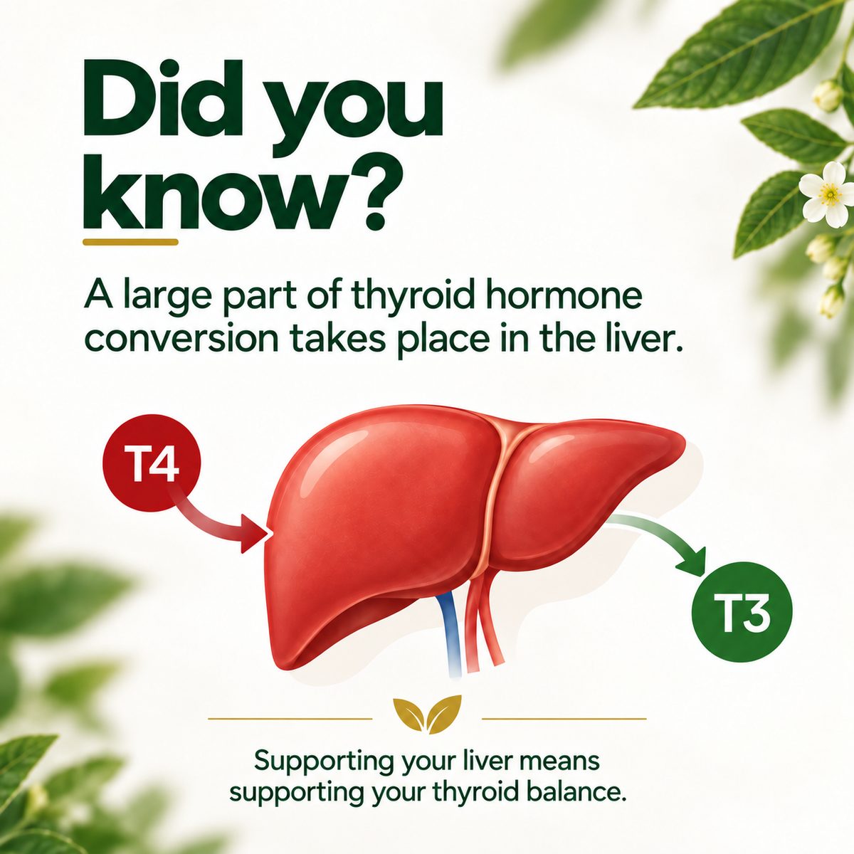 Thyrvea | T4 to T3 Conversion Support
